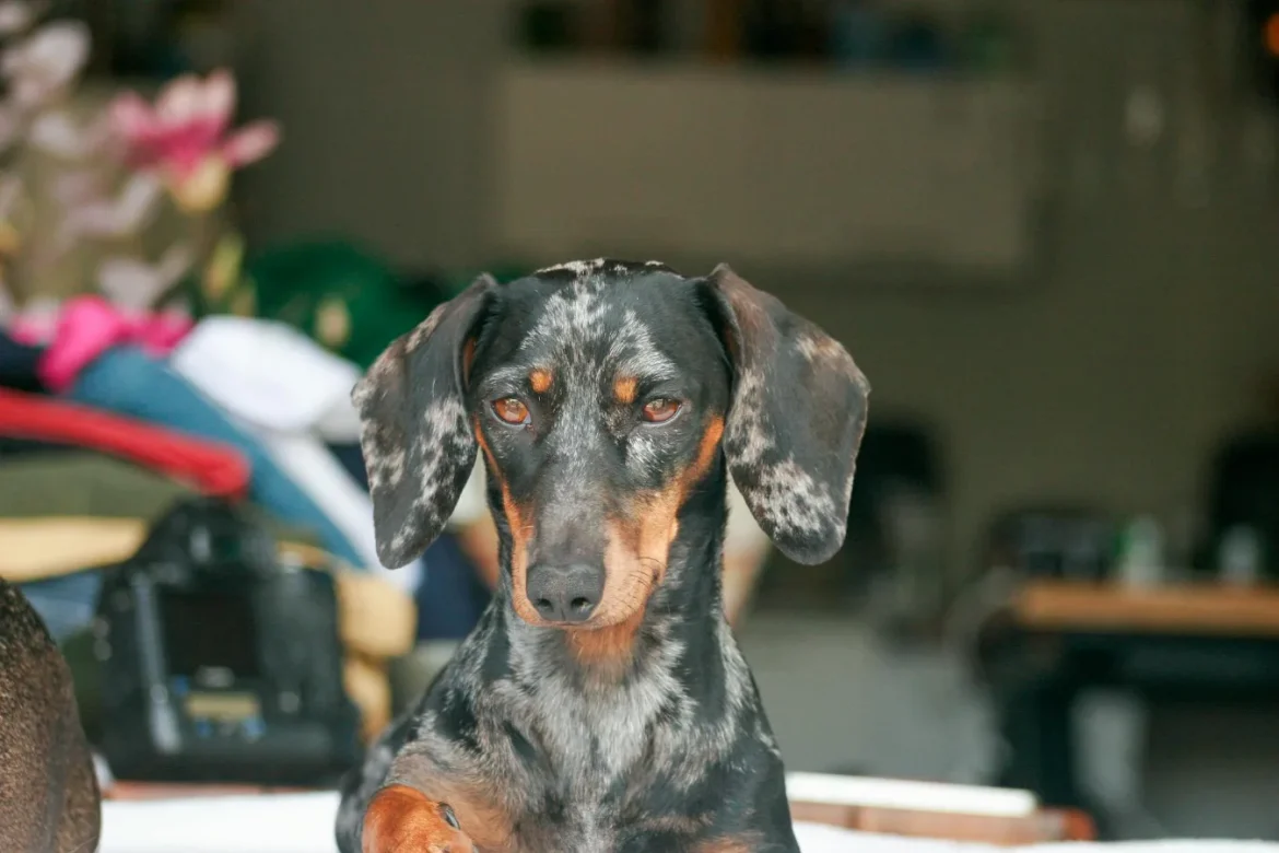 Dachshund Winter Coat Buying Guide - dachshund winter coat