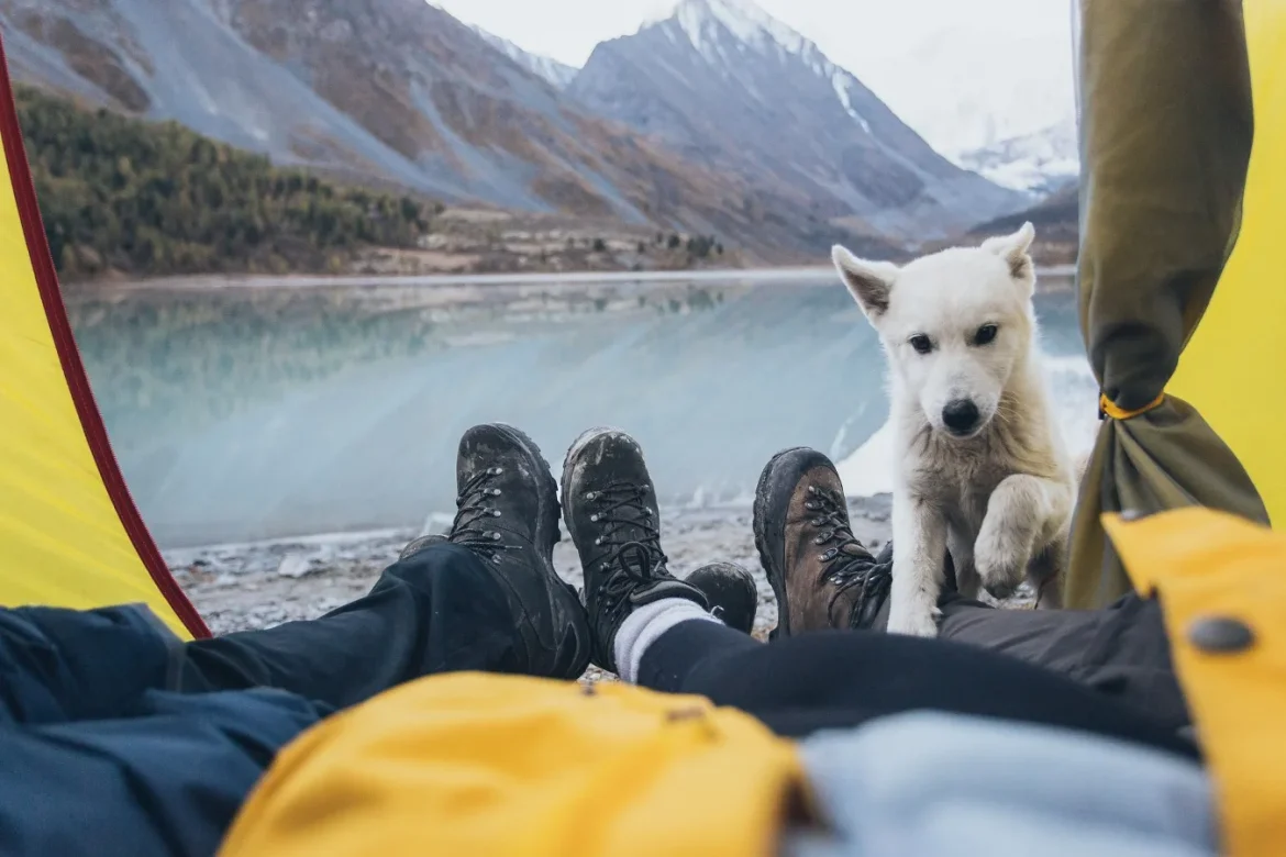 Dog Camping Tent Buying Guide - dog camping tent