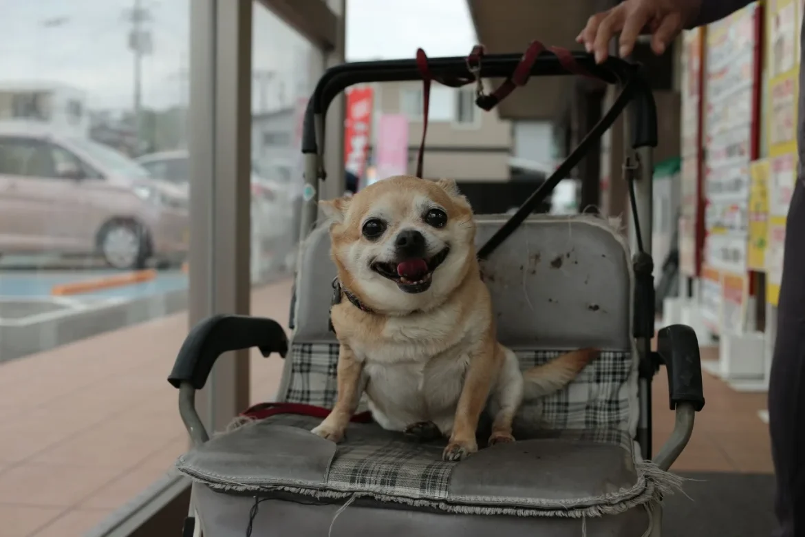 Dog Car Travel Accessories Guide - dog car travel accessories