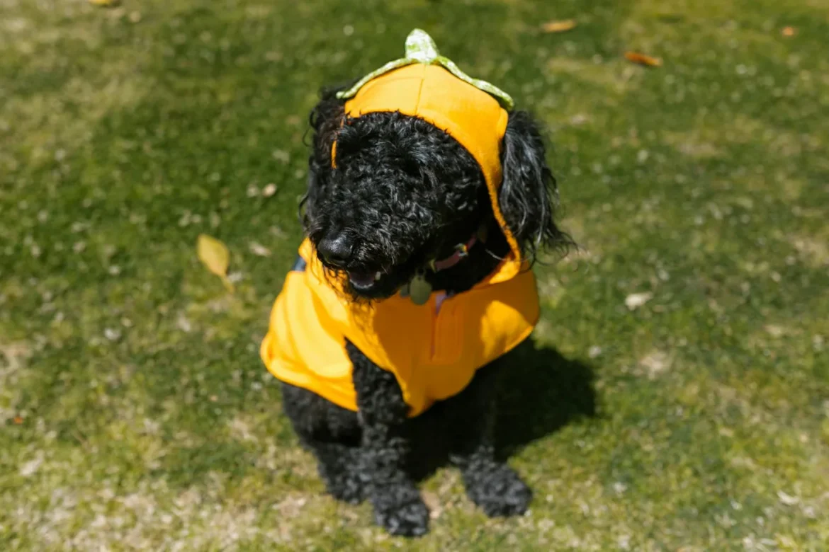 Dog Hoodie Buying Guide: Fit, Warmth, Style - dog hoodie