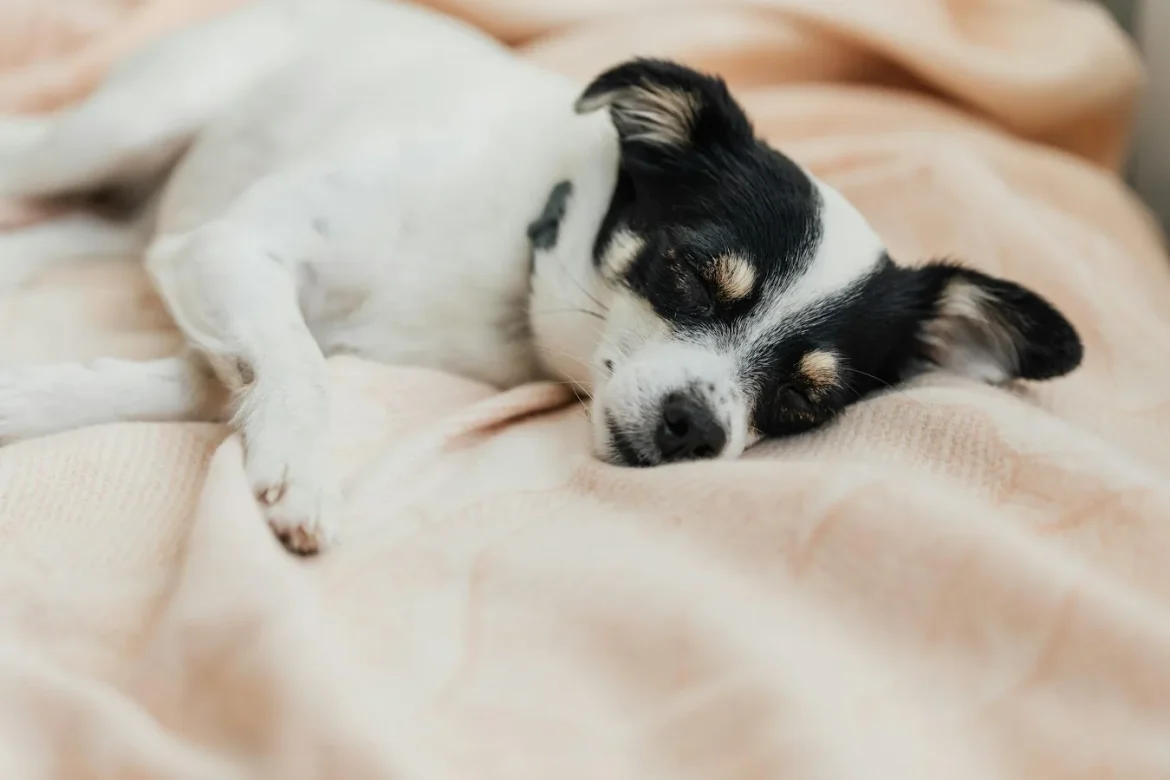 Dog Sleeping Bags: How to Choose One - dog sleeping bag