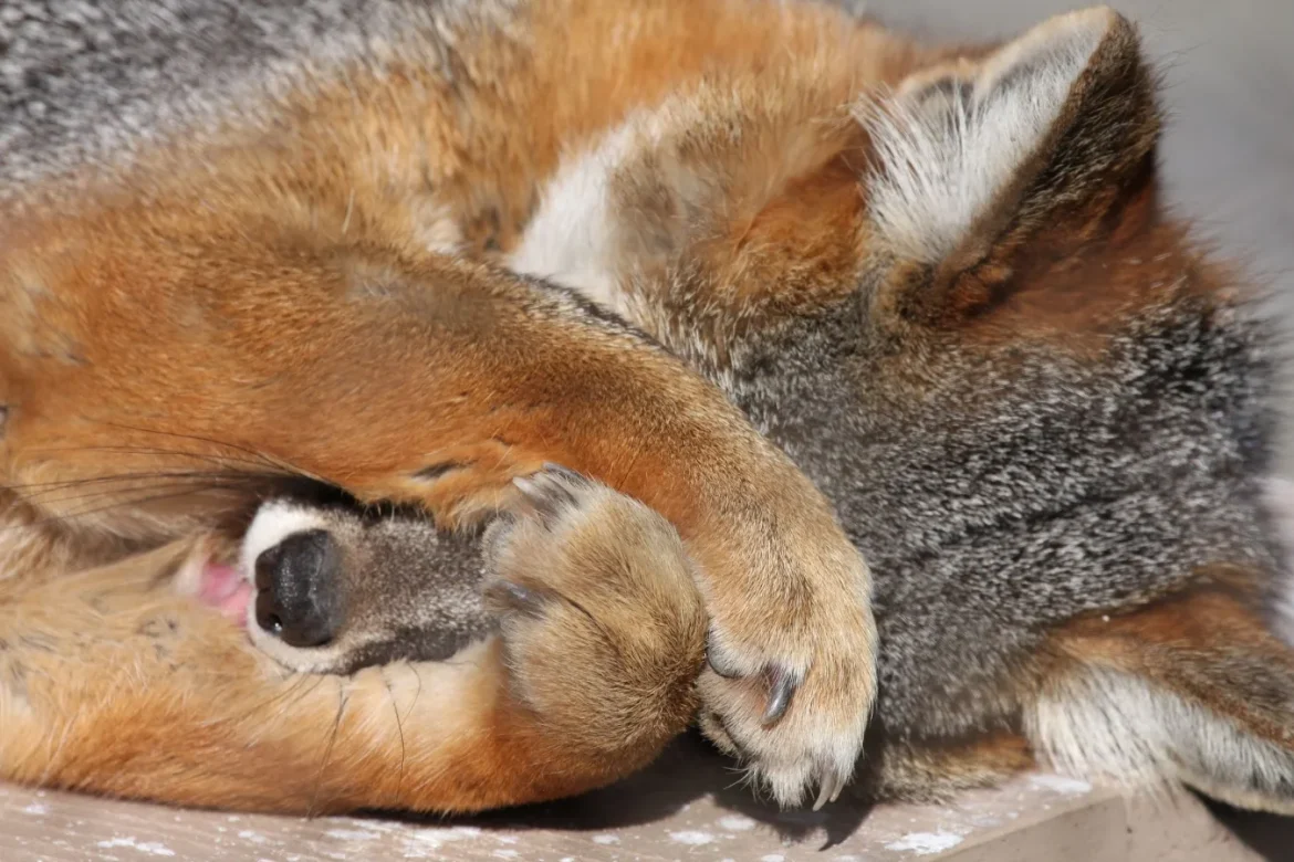 Fox Hoodie Buying Guide: Fit, Fabric, Style - fox hoodie