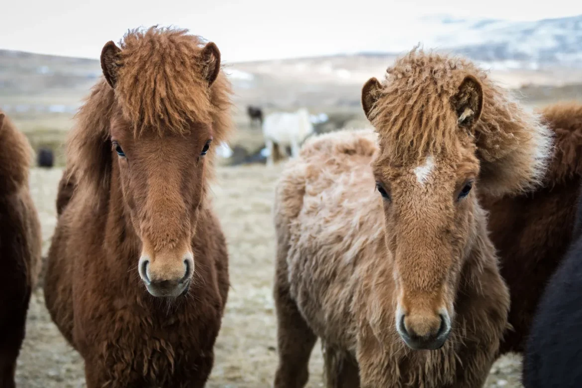 Horse Winter Coats: A Practical Guide - horse winter coat