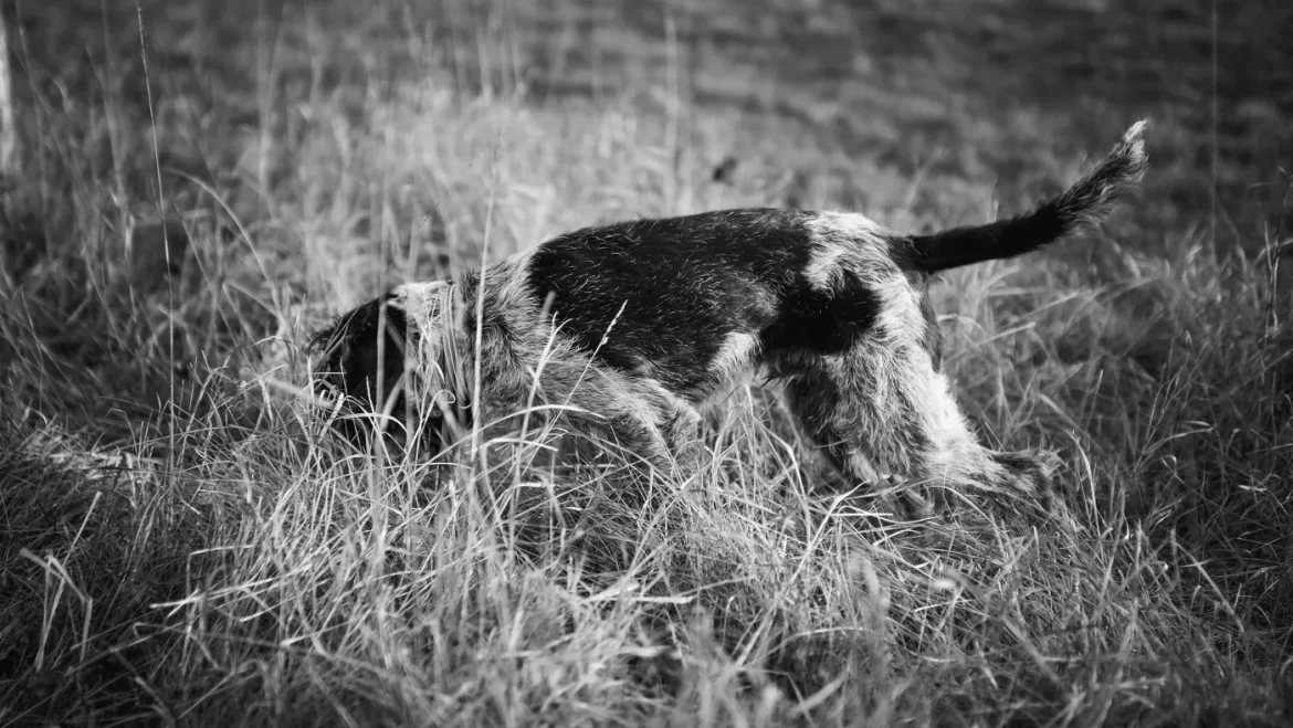 Irish Setter Hiking Boots Guide - irish setter hiking boots
